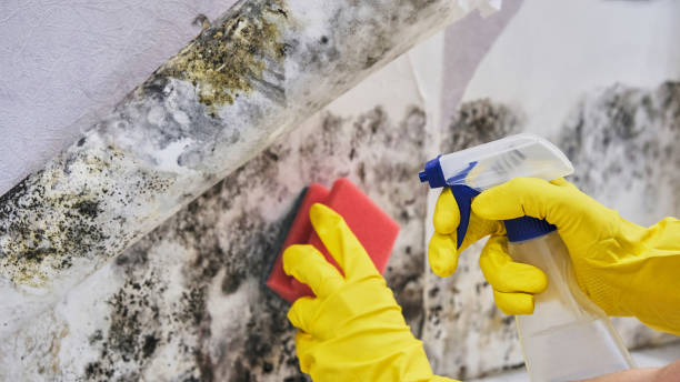 Professional Mould Removal Auckland – Why It Matters for Your Home